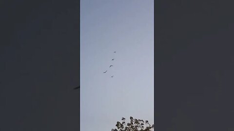 Birds of Kutch - Identify this bird by Whatsapp to +919998054731