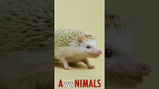 🤗 #AwwNIMALS - Hungry Hedgehog: Delightful Mealworm Munching 💕