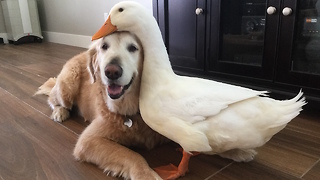 Dog And Duck Become Inseparable Best Friends