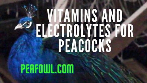 Vitamins And Electrolytes For Peacocks, Peacock Minute, peafowl.com