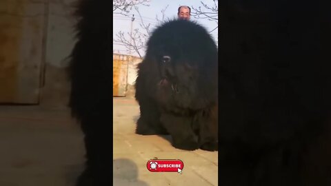 Tibetan Mastiff Biggest Dog In The World Shorts TibetanMastiff