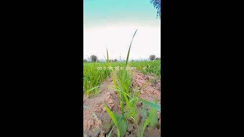 wheat 🌾 growing