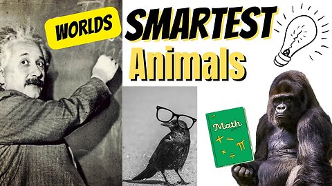 Worlds smartest animals!