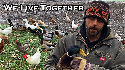 Keeping Ducks & Chickens & Cats Together