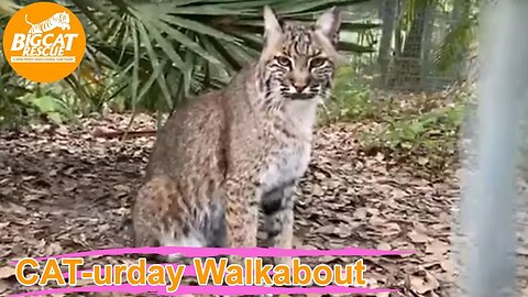 CATurday Walkabout with senior keepers Amanda and Kristen at Big Cat Rescue! 03 18 2023