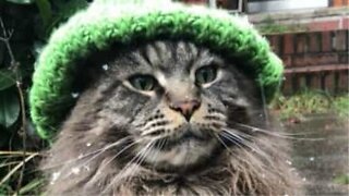 Winter's most stylish cat!