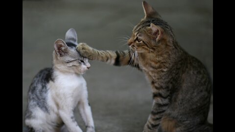 Cats talking cats can speak only english