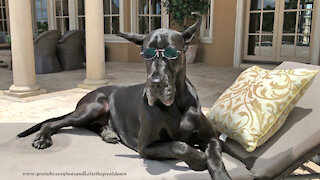 Beautiful Black Great Dane Models Sunglasses In The Sunshine