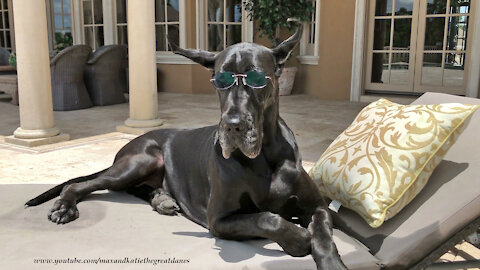 Beautiful Black Great Dane Models Sunglasses In The Sunshine