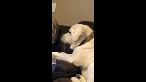 Dog Loves Shaved Ice