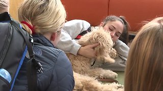 Puppy love program helps Boise State students relax during finals week