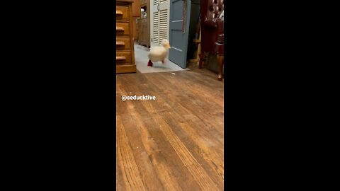 Duck Running In The Kitchen