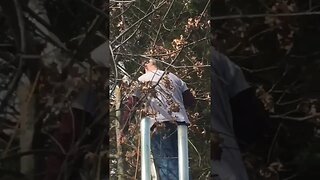 Friend helping trim the top of a tree #shorts