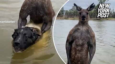 Man punches kangaroo that was drowning his dog, interspecies brawl ensues