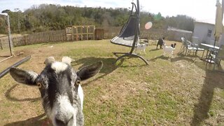 AHHH, Goats in the Yard!!! Baby Goats