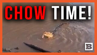 The Most Australian Video Ever: Mega Croc Chows Down on Shark in Front of Tourists