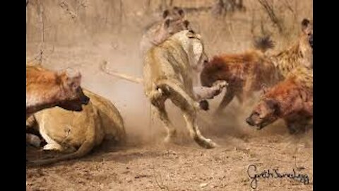 Dangerous Attack on Hyenas Vs Lion who will win