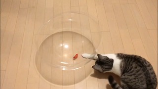 cat playing with Toy of a bug