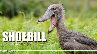 SHOEBILL (Balaeniceps rex) Detalhes da Cegonha Bico de Sapato