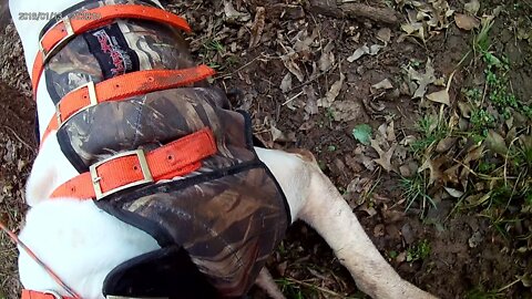 Oklahoma deep fork Wma hog hunt dogo argentino and Rhodesian ridgeback actually on the hog (part 2)