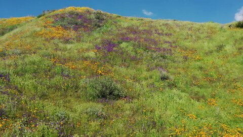 California Wild Flowers