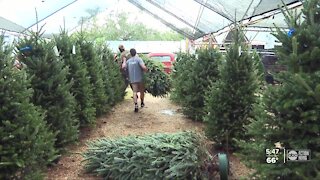 Tampa Bay Christmas tree vendors see highest demand in decades