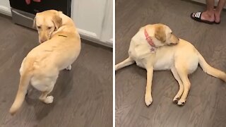 Silly Pup Spins In Circles To Reach Treat On His Back