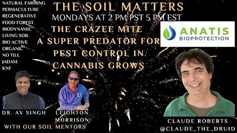 The Crazee Mite A Super Predator For Pest Control In Cannabis Grows