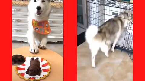 Cutting dogs cake and the dog went inside its cage !! Try not to laugh !! Funnt dog reaction!