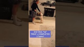 Cutest Dog TRAINING! 🐶 shorts #viral #trending #shortsfeed