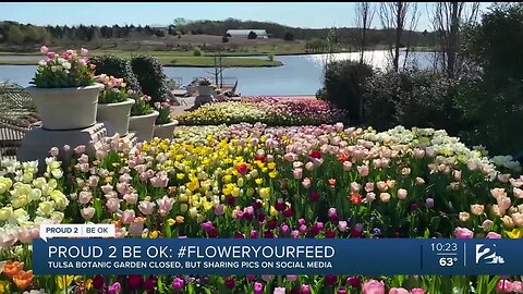 Proud 2 Be OK: Tulsa Botanic Garden Donates Freshly Cut Tulips to Hospital Workers, Patients