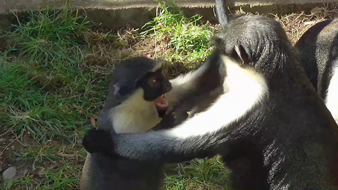 Rare monkey youngster playfully annoys mother
