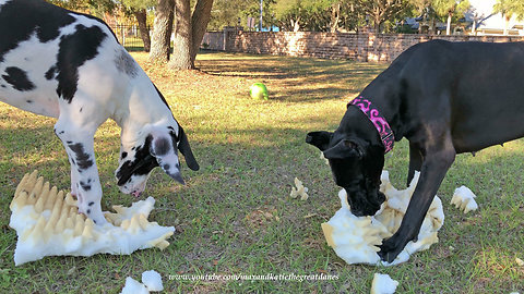 Funny Great Danes Just Want To Have Fun With Foam