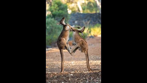 Kangaroos go head-to-head during CRAZY caravan park fight