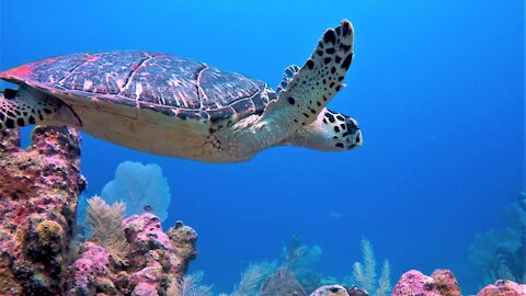 Gigantic hawksbill sea turtle gracefully glides over the coral reef