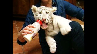 Rare White Tiger Cub