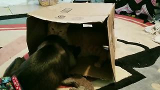 Monkey and cat battle for cardboard box dominance