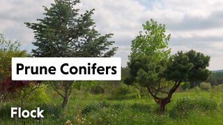 PRUNING Overgrown CONIFERS — Ep. 034