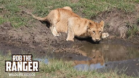 Thirsty Young Lion | Lalashe Maasai Mara Safari