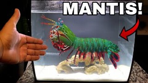 GIANT PET MANTIS SHRIMP For Saltwater AQUARIUM!