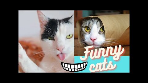 funny cats video part-2 #funnyvideo #hauskoja videoita #смешные видео #videos divertidos