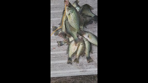 Black Crappies