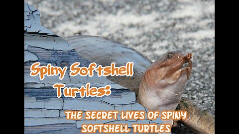 Spiny Softshell Turtles: The Secret Lives of Spiny Softshell Turtles