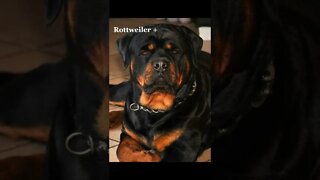 Mixed dog breeds Video By random stuff 1 1 1 #Shorts