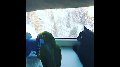 Cat & parrot spend some quality time together