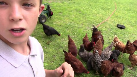 How to feed your chickens nothing