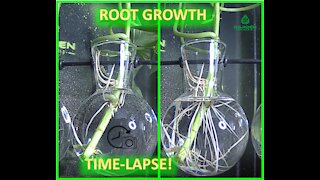 Clear Glass Root Growth Time lapse!