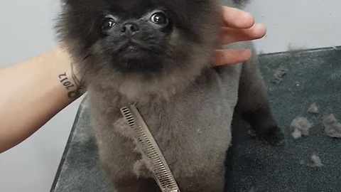 Puppy Performs A Special Grooming Dance