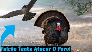 Quando O Falcão Tenta Atacar O Peru!