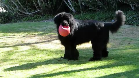 Game of fetch with Newfoundland comes to abrupt end